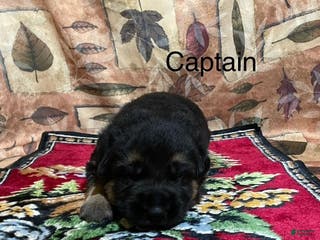 German Shepherd dogs Captain - Ad 7