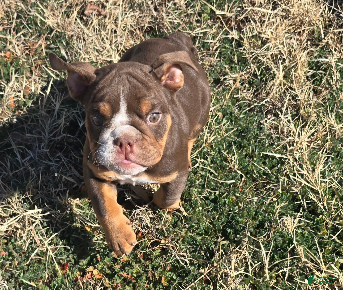 English Bulldog dogs Lloyd - Ad 2