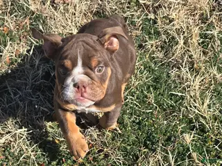 English Bulldog dogs Lloyd - Ad 2
