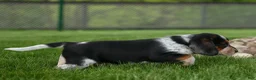Beagle dogs for sale:  Cypress 🦴🐶 - Ad 9