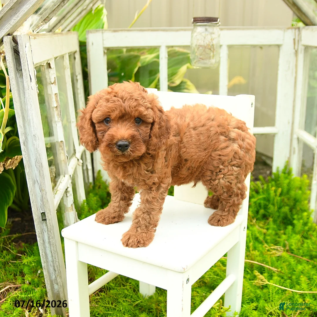 Cavapoo dogs for sale: Brownie - Ad 2