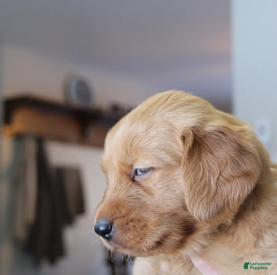 Golden Retriever dogs for sale: Raven - Ad 4