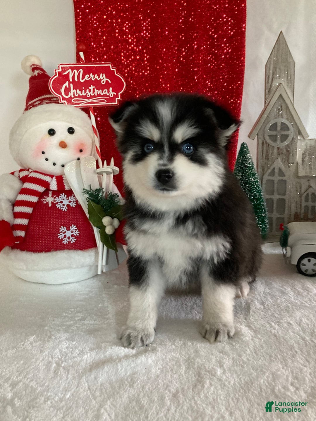 Pomsky dogs for sale: Muffin - Ad 1