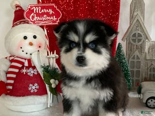 Pomsky dogs Muffin - Ad 41