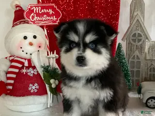 Pomsky dogs Muffin - Ad 21