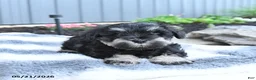 Miniature Schnauzer dogs for sale: Izzy - Ad 4