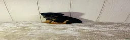 Rottweiler dogs for sale: Rottweiler 2 - Ad 17