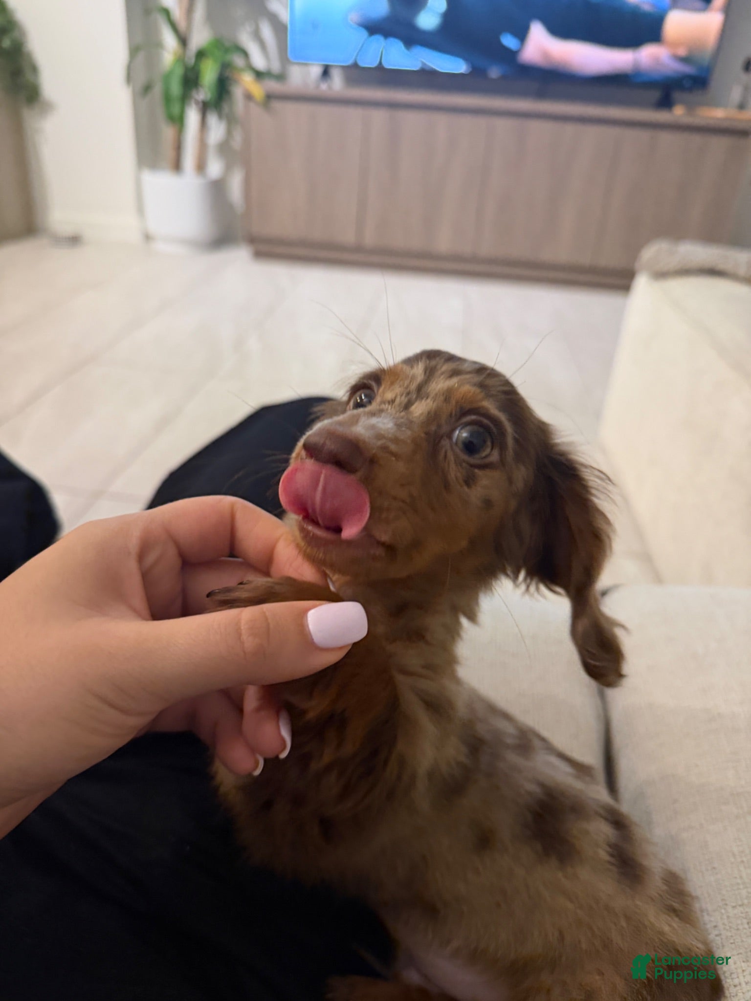 Miniature Dachshund dogs Miniature Long Haired Dapple Dachshund  - Ad 16