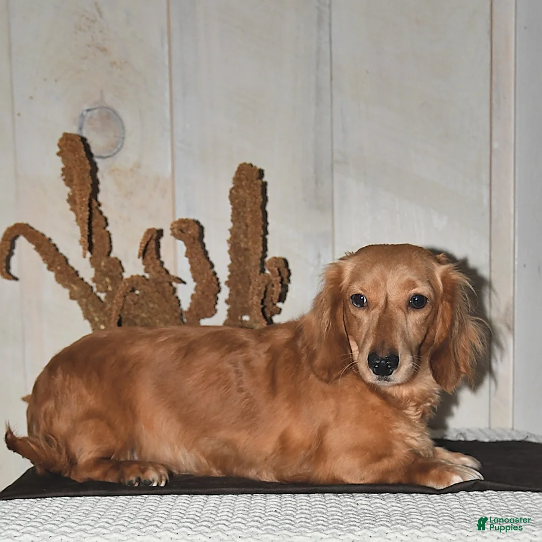 Miniature Dachshund dogs for sale: Twinkie - Ad 4