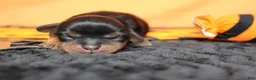 Cavalier King Charles Spaniel dogs for sale: Chocolate  - Ad 2