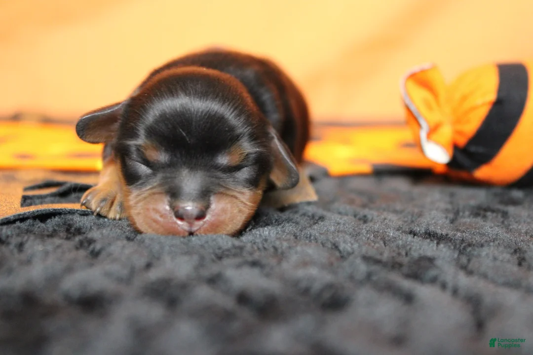 Cavalier King Charles Spaniel dogs for sale: Chocolate  - Ad 2