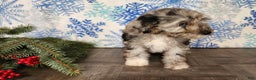 Mini Bernedoodle dogs for sale: Angel - Ad 24