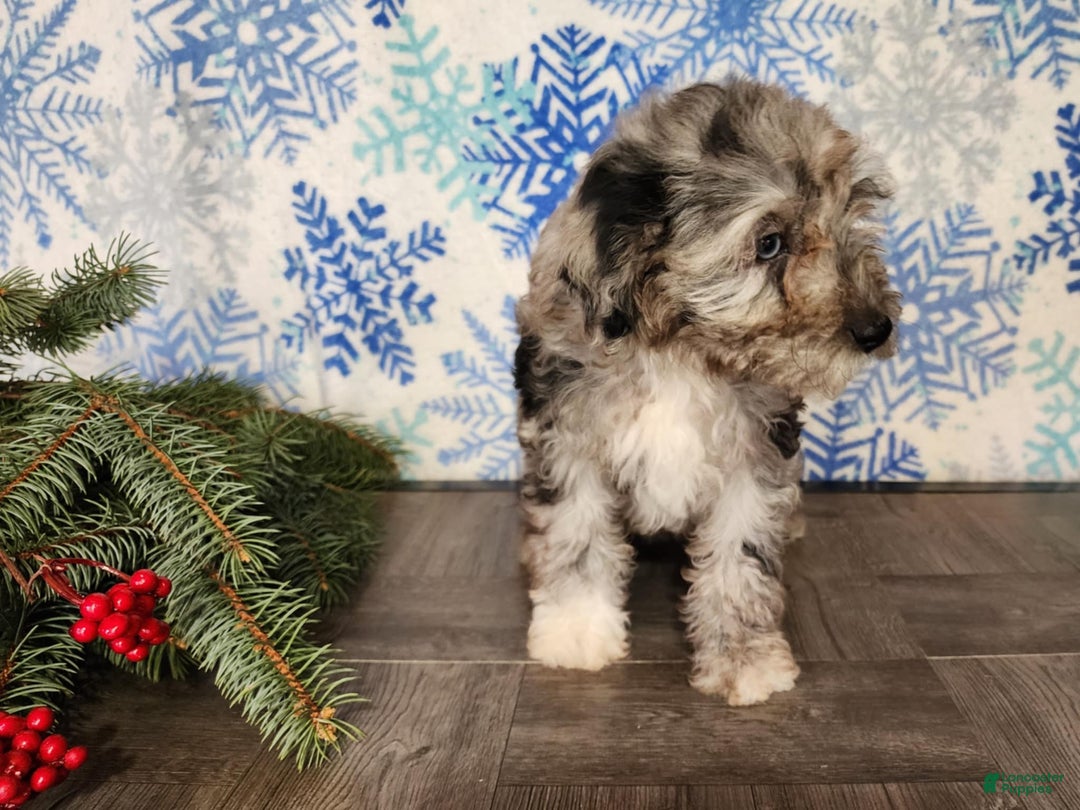 Mini Bernedoodle dogs for sale: Angel - Ad 24