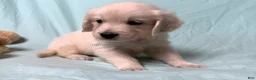 Golden Retriever dogs for sale: Misty - Ad 4