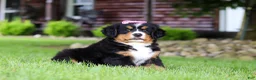 Bernese Mountain Dog dogs for sale: Suzie - Ad 7
