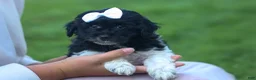 Havapoo dogs for sale: OWEN - Ad 3