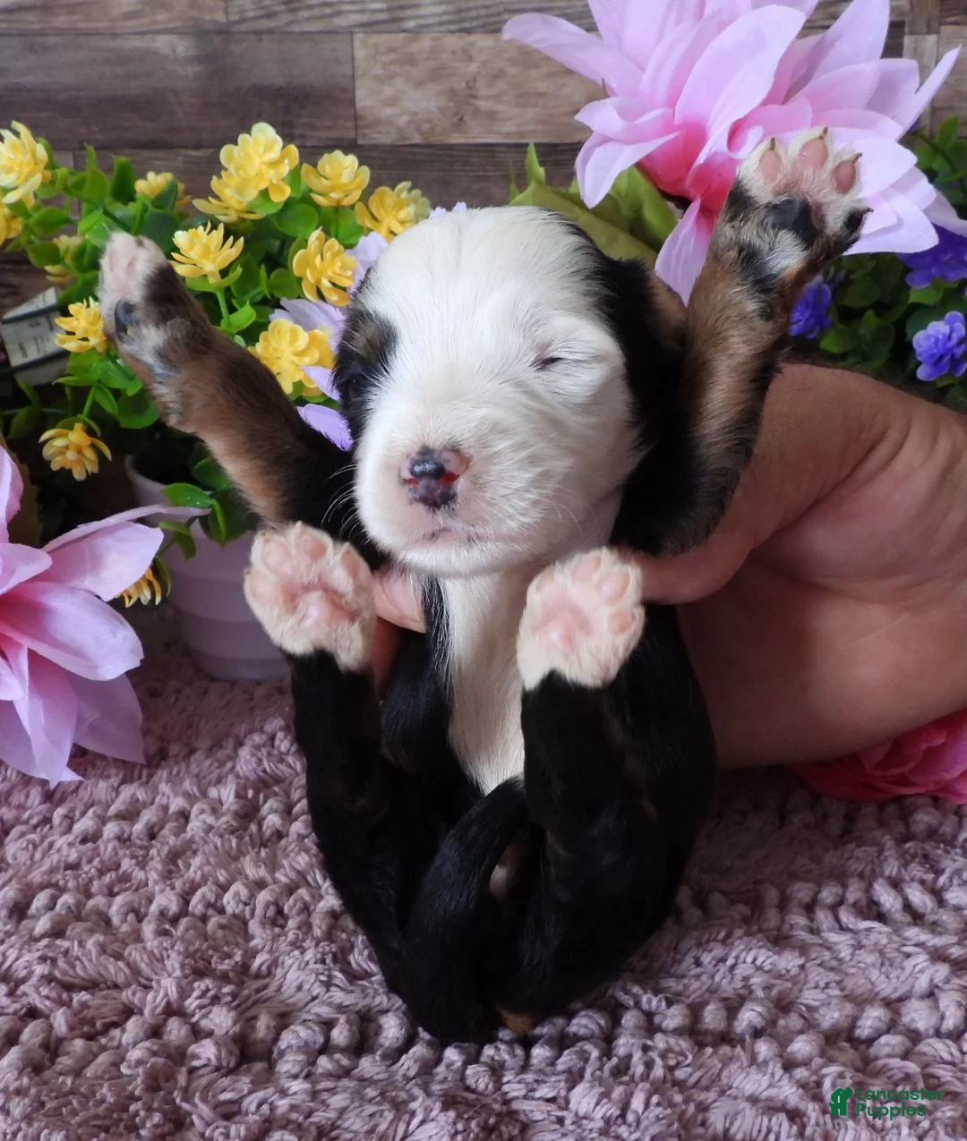 Mini Bernedoodle dogs for sale: #1 Female (Splash's) - Ad 2