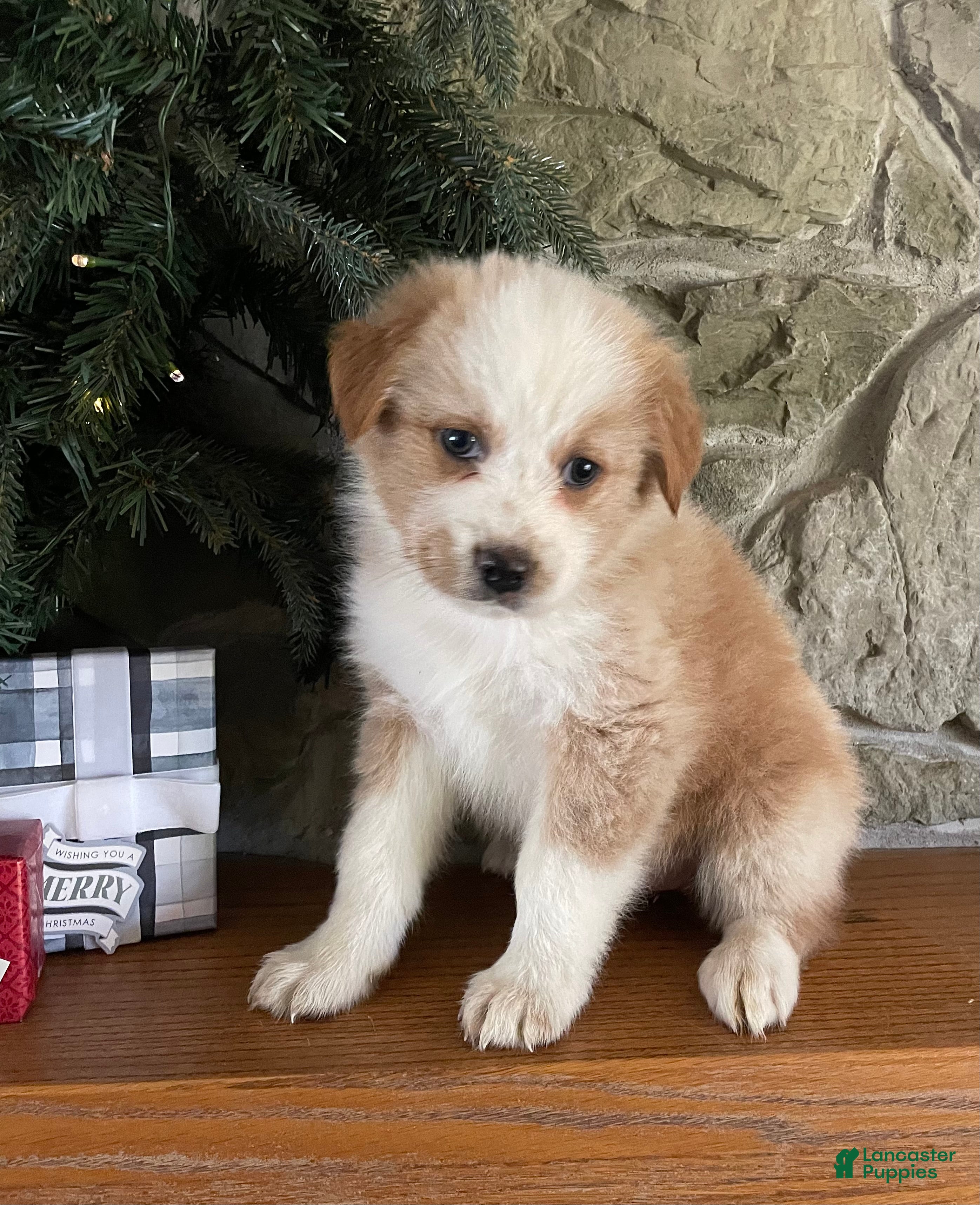 Australian Shepherd dogs Clover - Ad 33