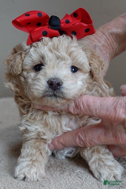 Toy Poodle dogs Denver shimmering champagne - Ad 13