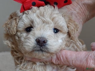 Toy Poodle dogs Denver shimmering champagne - Ad 16