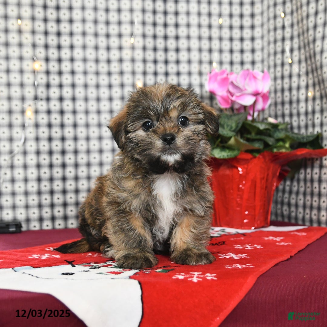Mixed Breed dogs for sale: Kitkat - Ad 1