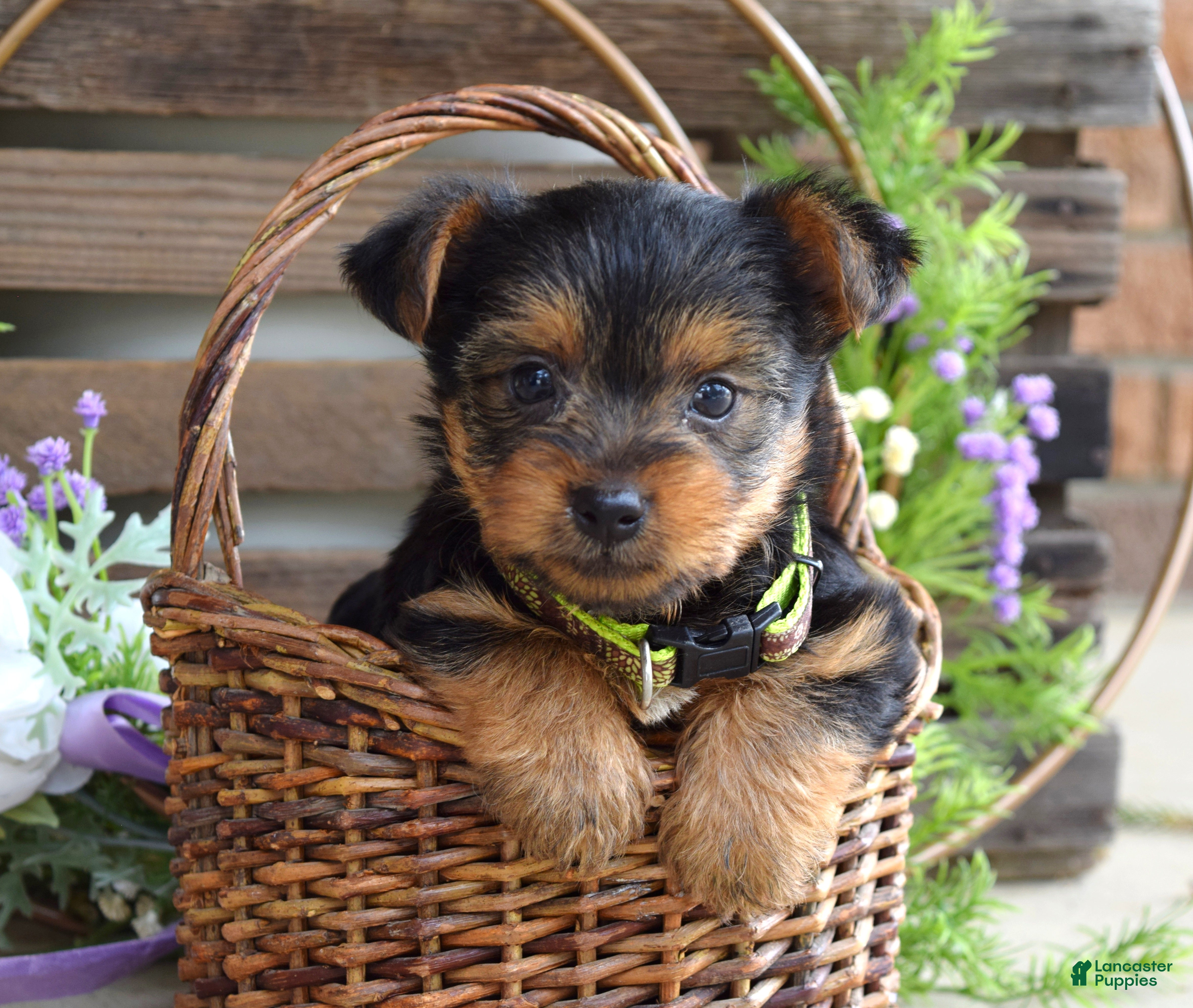 Yorkshire Terrier dogs Abby - Ad 2