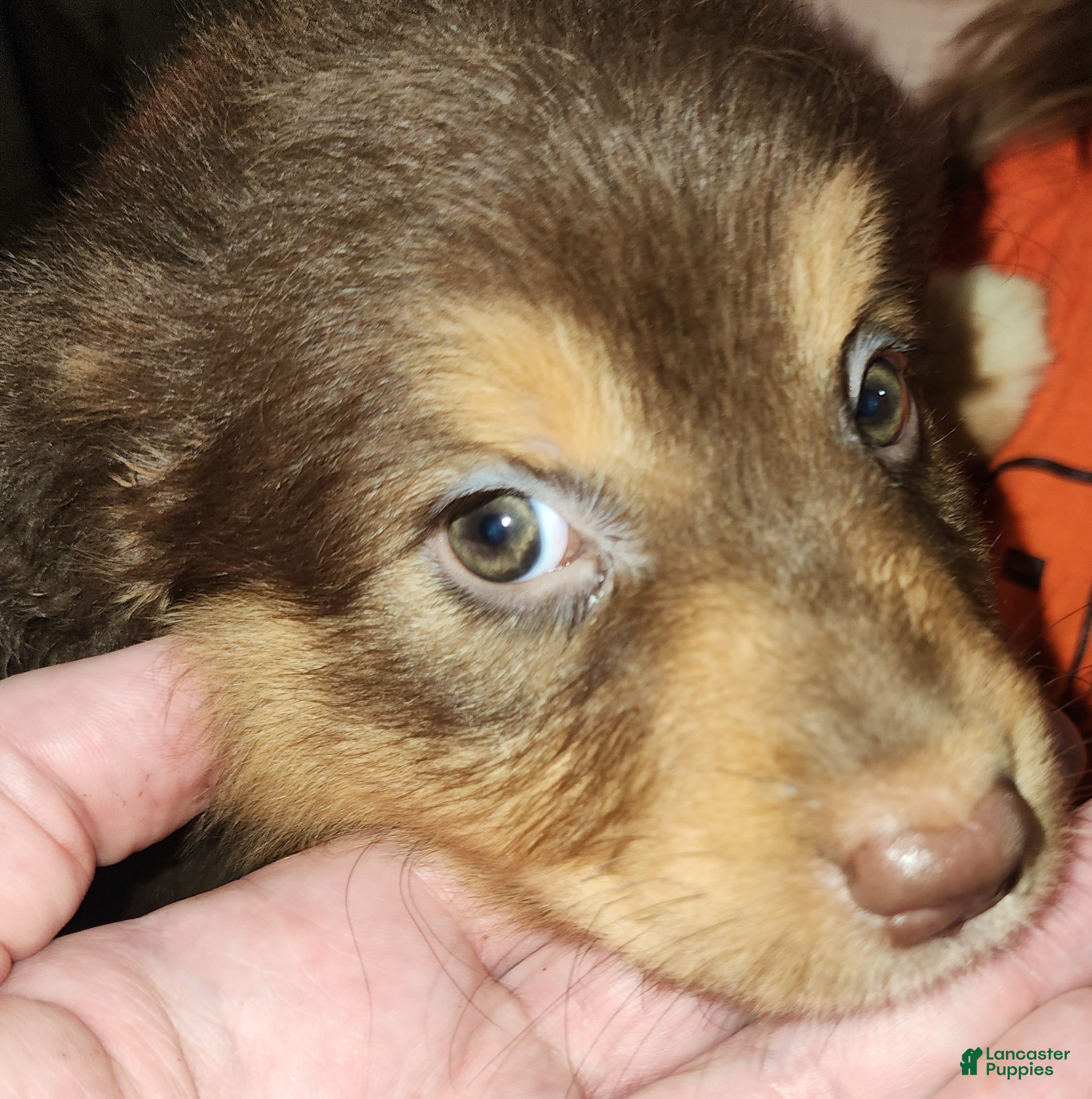 Australian Shepherd dogs Cherry - Ad 2