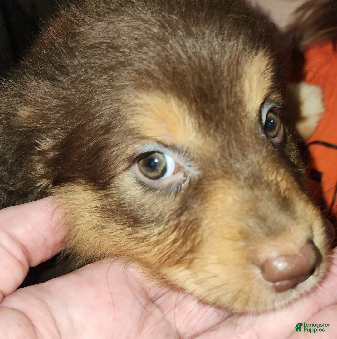 Australian Shepherd dogs for sale: Cherry - Ad 2