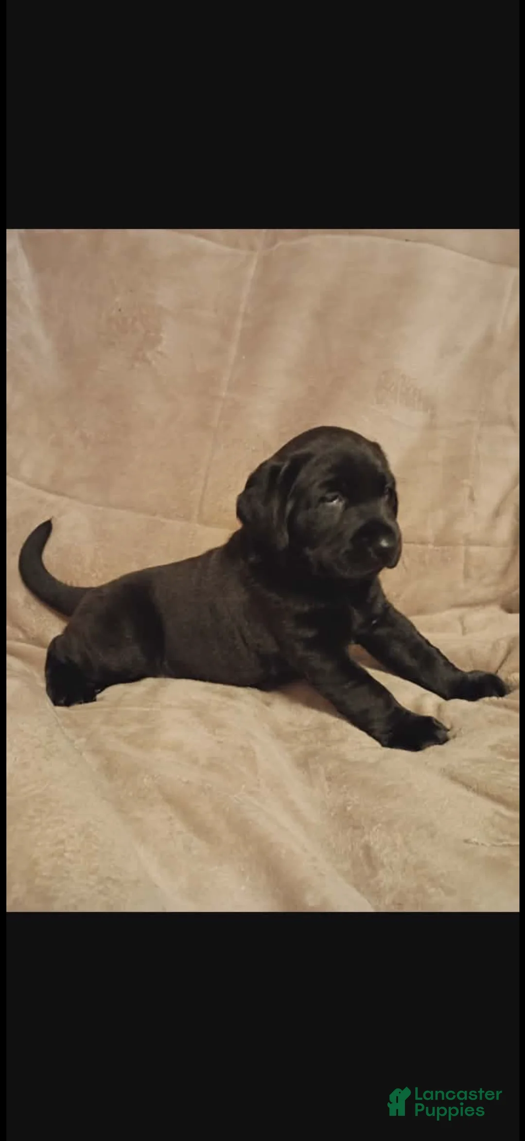 Labrador Retriever dogs for sale: Labrador Retriever 1 - Ad 2