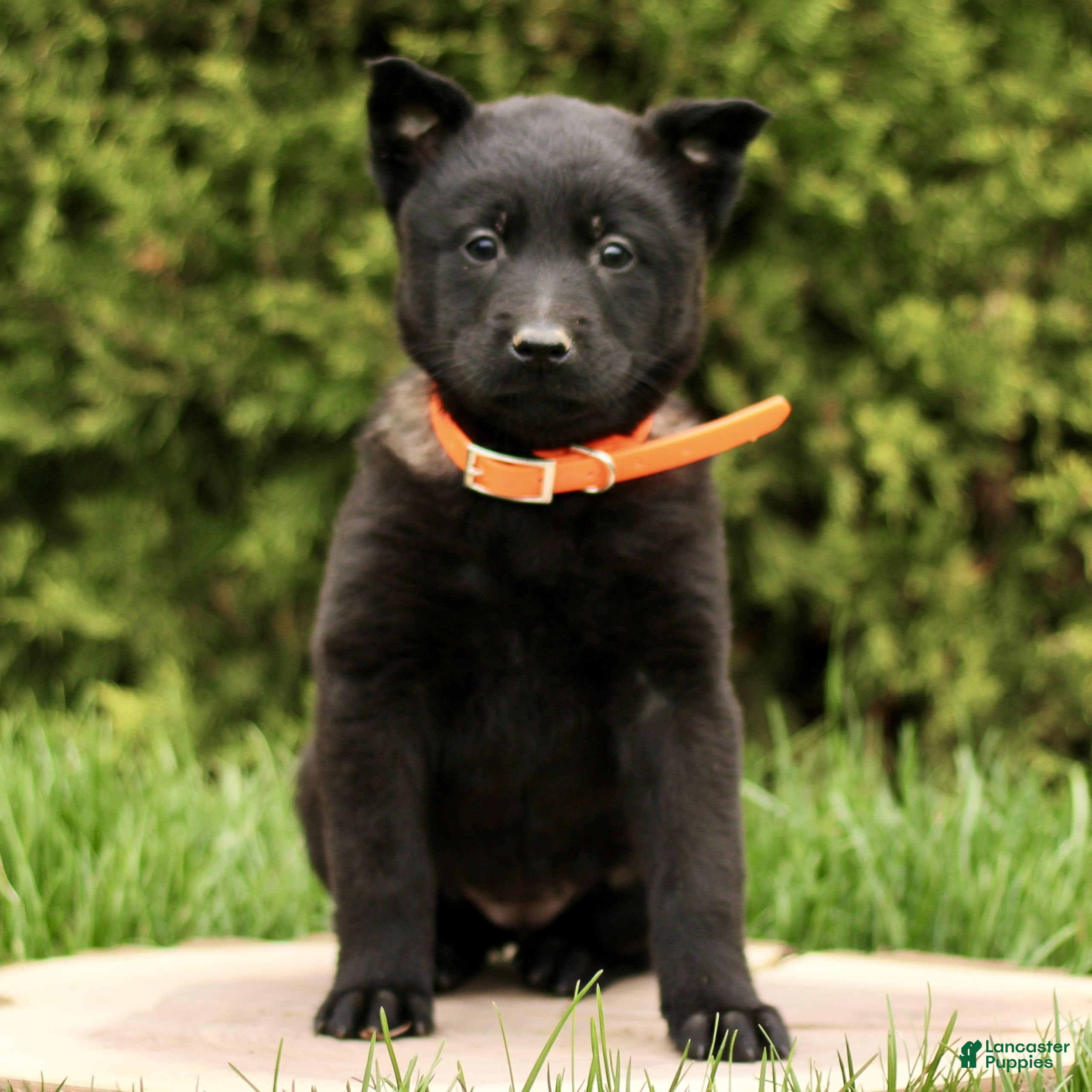 Belgian Malinois dogs Sarina  - Ad 1