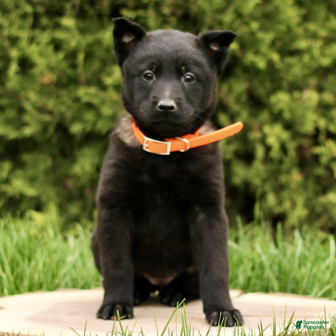 Belgian Malinois dogs for sale: Sarina  - Ad 1