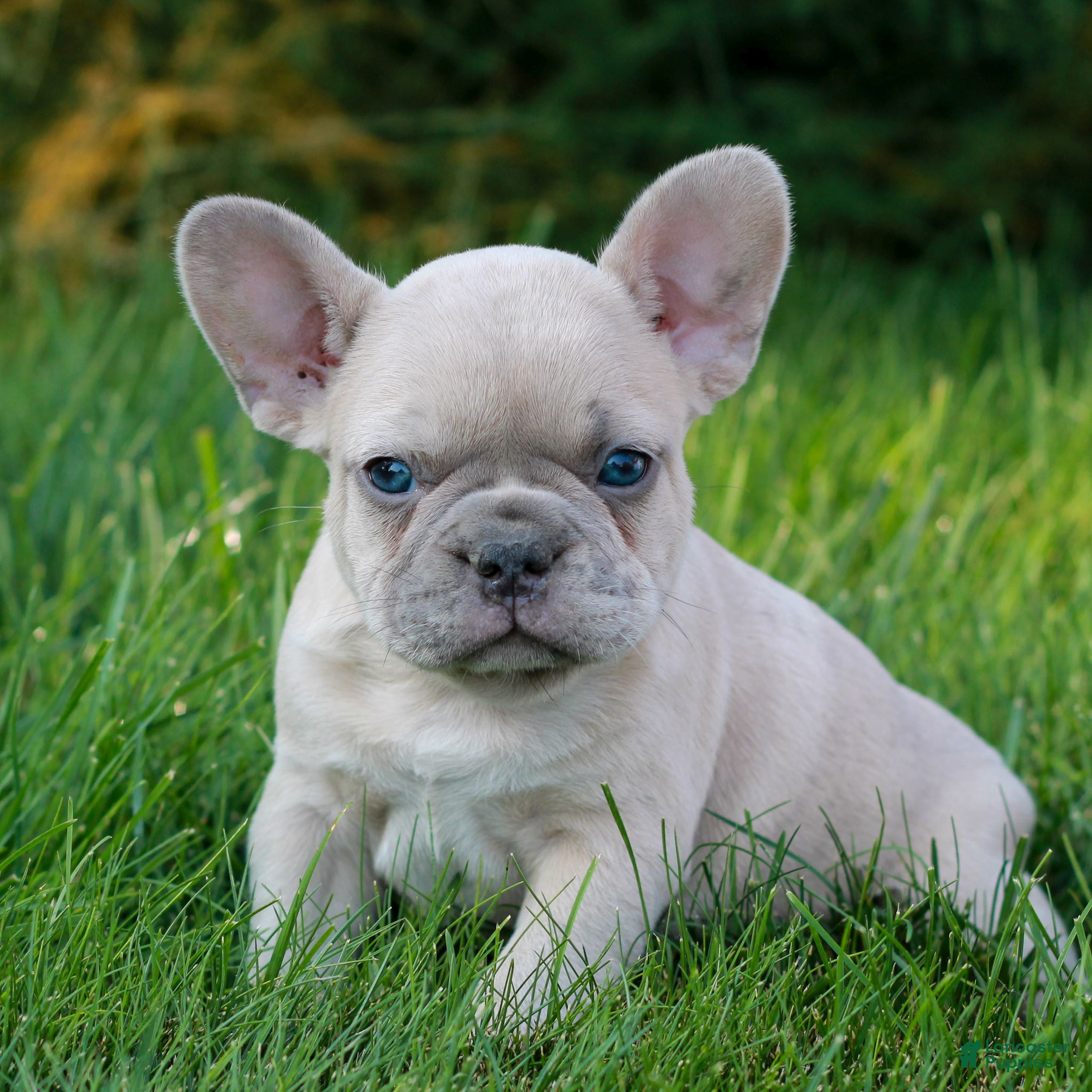 French Bulldog dogs Lucy  - Ad 1