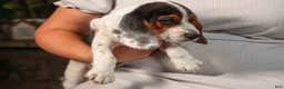 Beagle dogs for sale:  Dustin🐶 - Ad 18