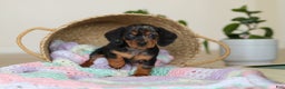 Miniature Dachshund dogs for sale: Ivy - Ad 8