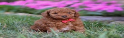 Miniature Poodle dogs for sale: Winston - Ad 11