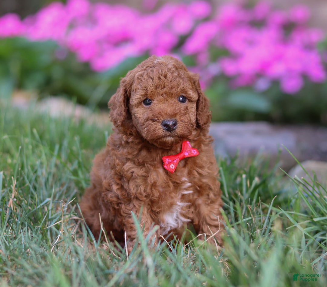 Miniature Poodle dogs for sale: Winston - Ad 11