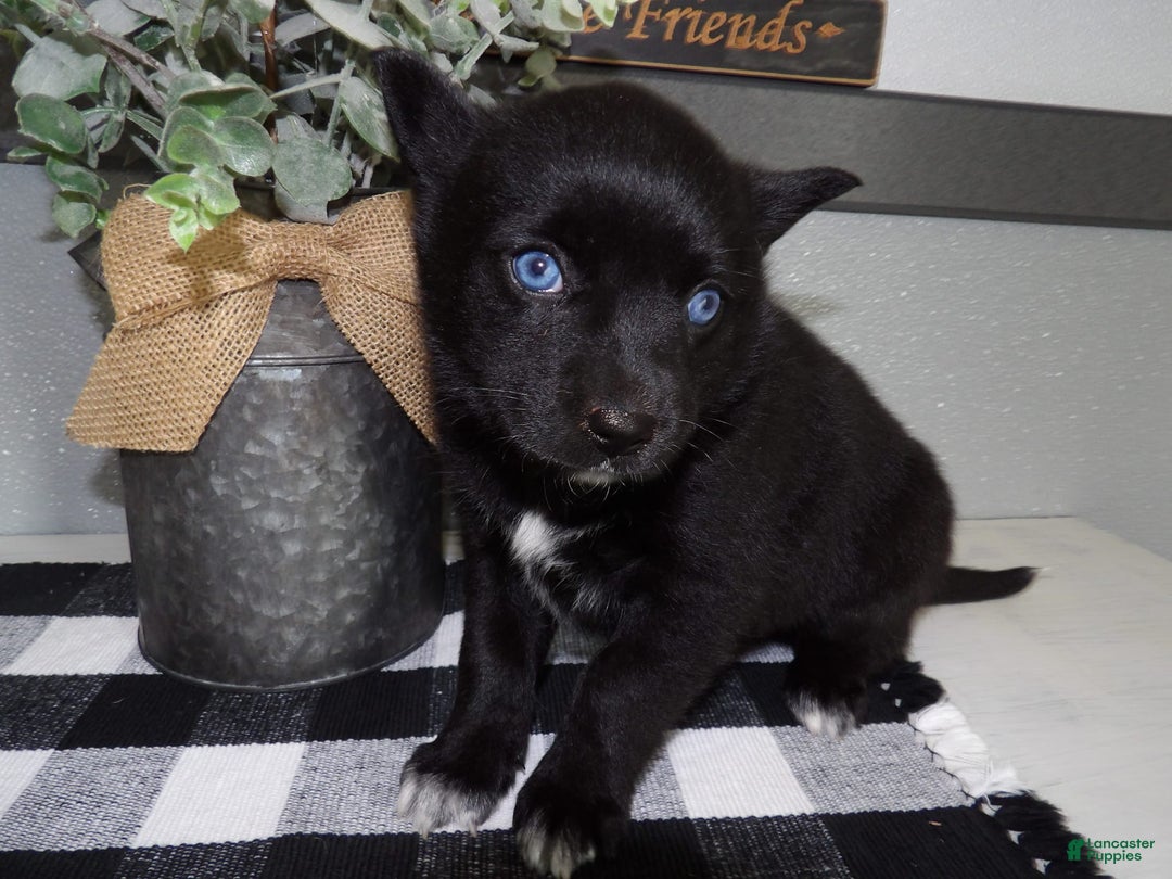 Gallery Image {{count}}