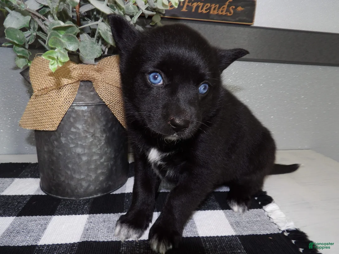 Gallery Image {{count}}