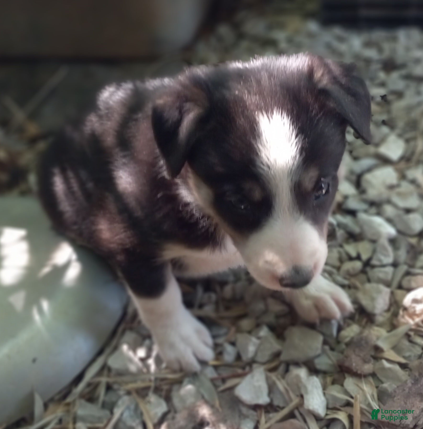 Border Collie dogs Zoe - Ad 2
