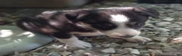 Border Collie dogs for sale: Zoe - Ad 2
