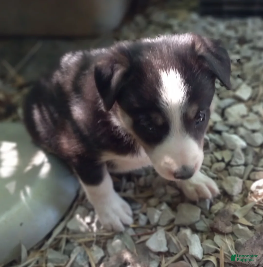 Border Collie dogs for sale: Zoe - Ad 2
