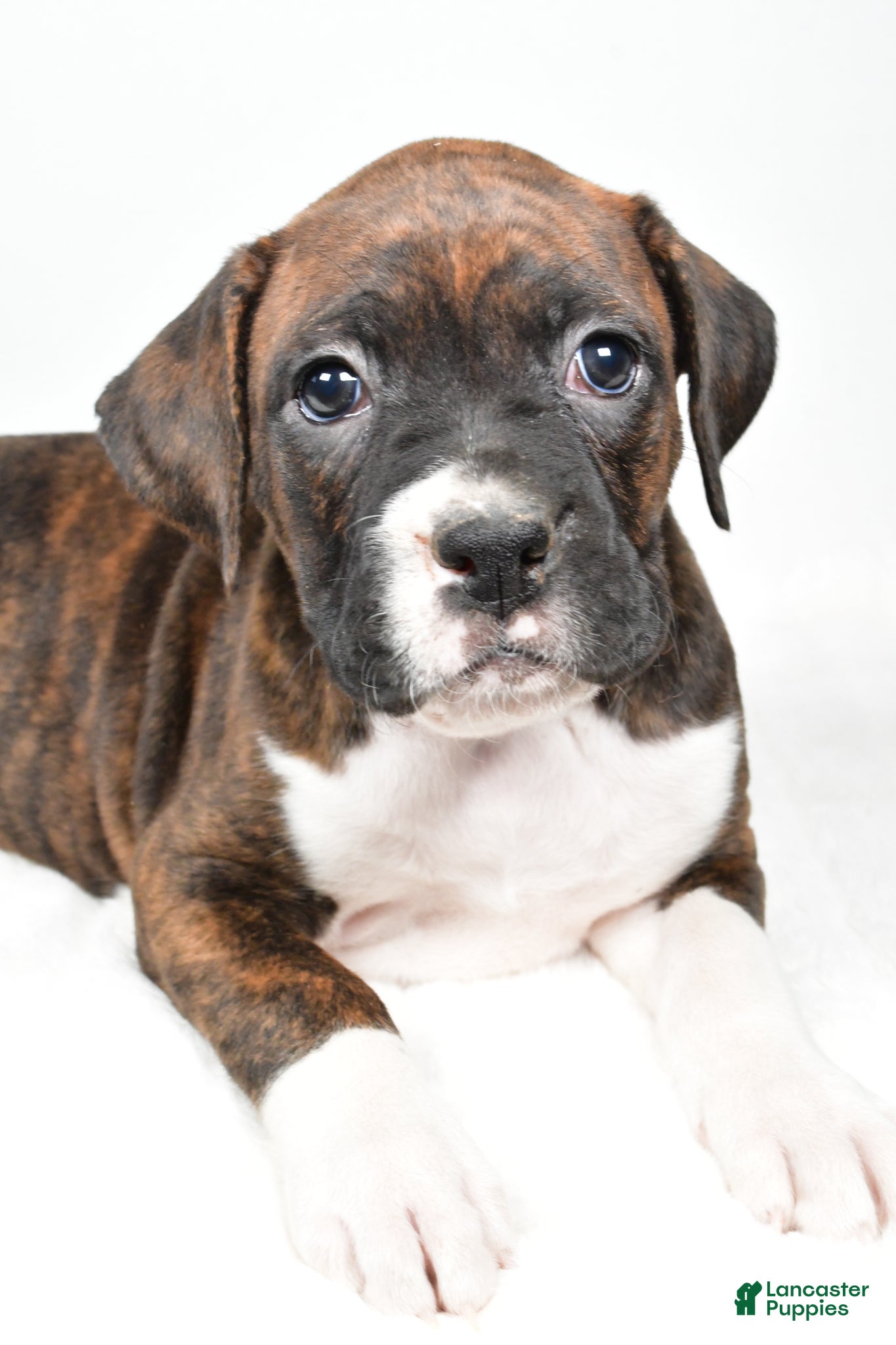 Boxer dogs Bella - Ad 1