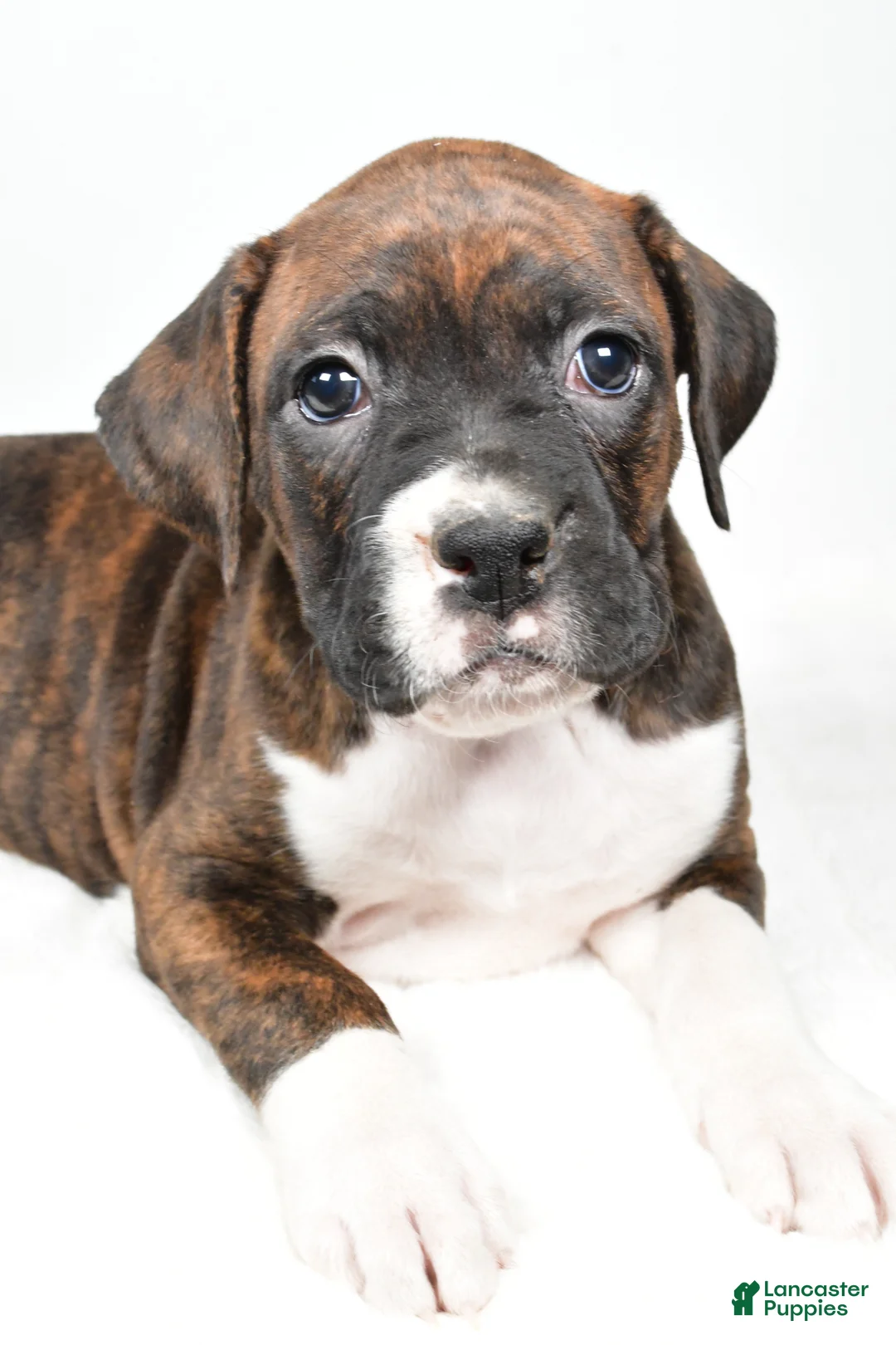 Boxer dogs for sale: Bella - Ad 1