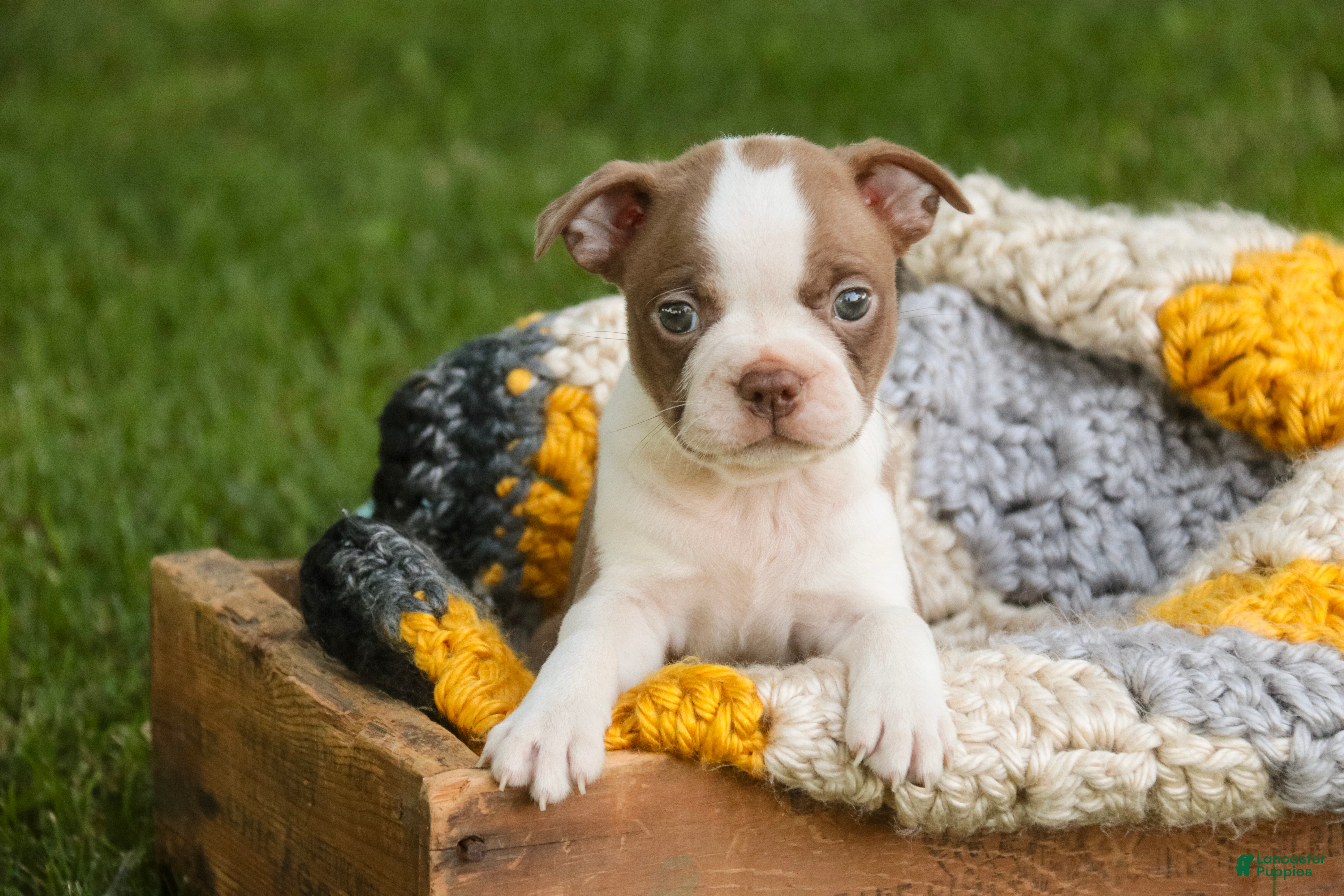 Boston Terrier dogs Beau Boston Terrier  - Ad 2