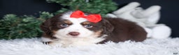 Miniature Australian Shepherd dogs for sale: SALLY - Ad 9