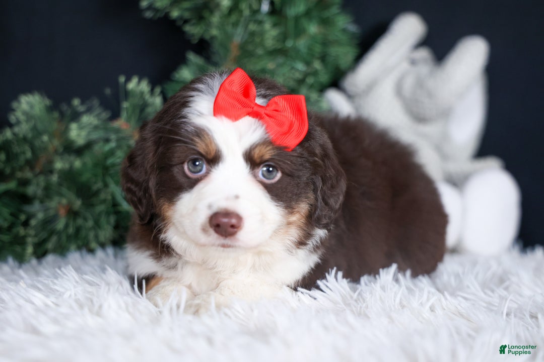 Miniature Australian Shepherd dogs for sale: SALLY - Ad 9