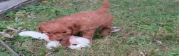 Mini Goldendoodle dogs for sale: Mocha - Ad 8