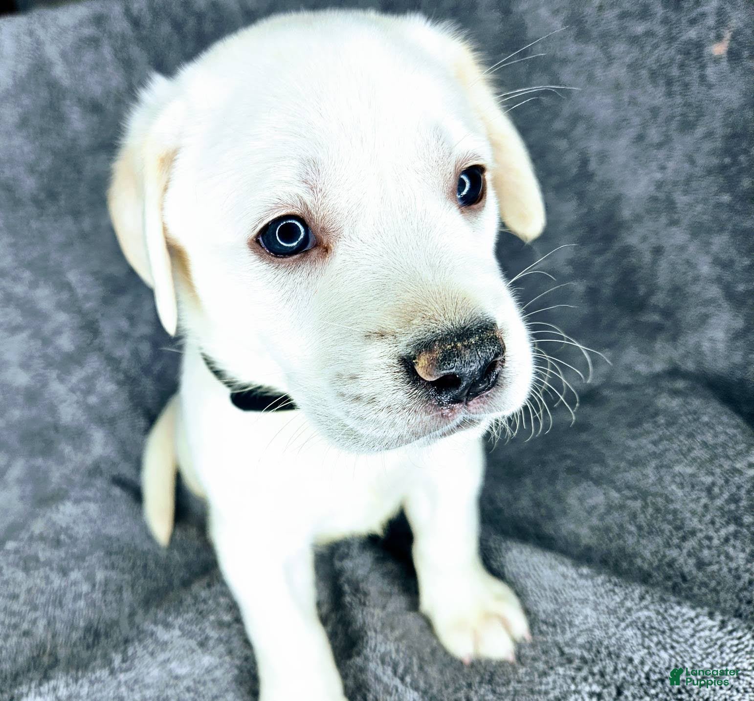 Labrador Retriever dogs Milly - Ad 1