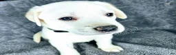 Labrador Retriever dogs for sale: Milly - Ad 1