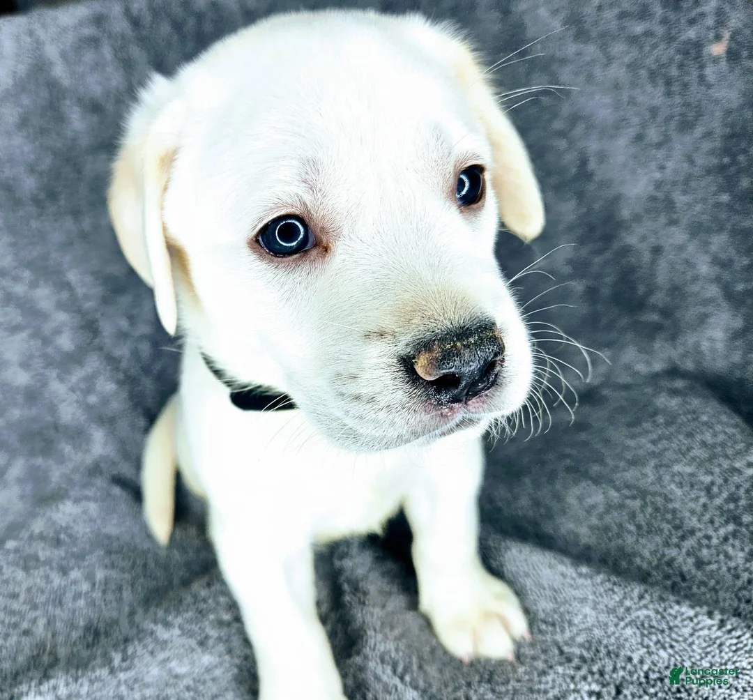 Labrador Retriever dogs for sale: Milly - Ad 1